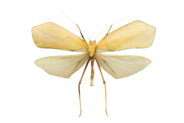 istock insect Sasuma isolated on a white 1094012922