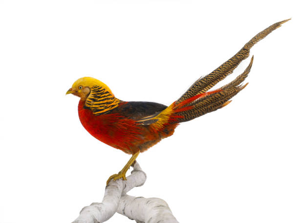 istock portrait pheasant gold is isolated on a white 1094012928