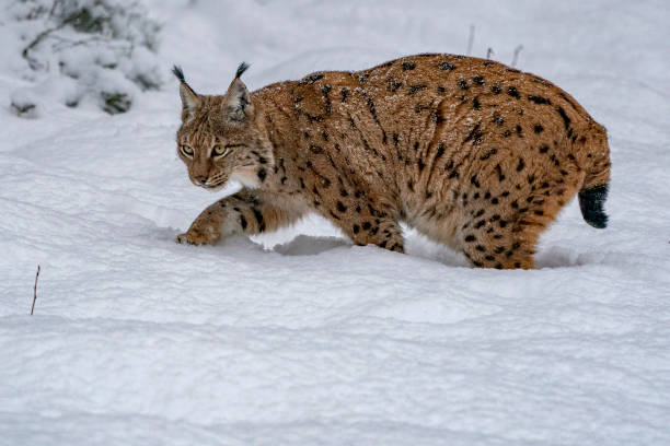 istock lynx in the snow portrait 1094013474
