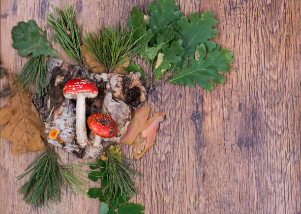 istock Forest mushrooms on the wooden background 1094013902