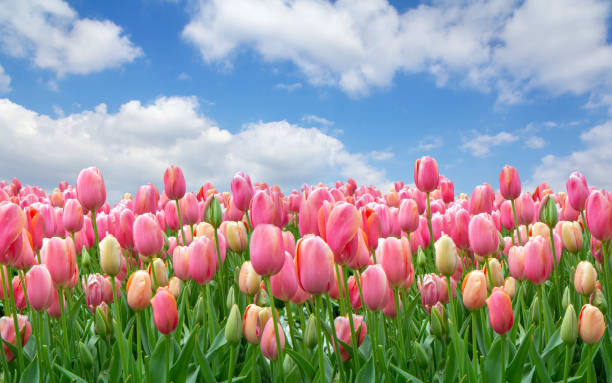 A field of pink tulips against a clear cloudy sky stock photo