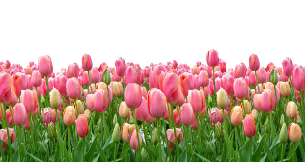 istock Pink tulips field isolated on white background 1094016174