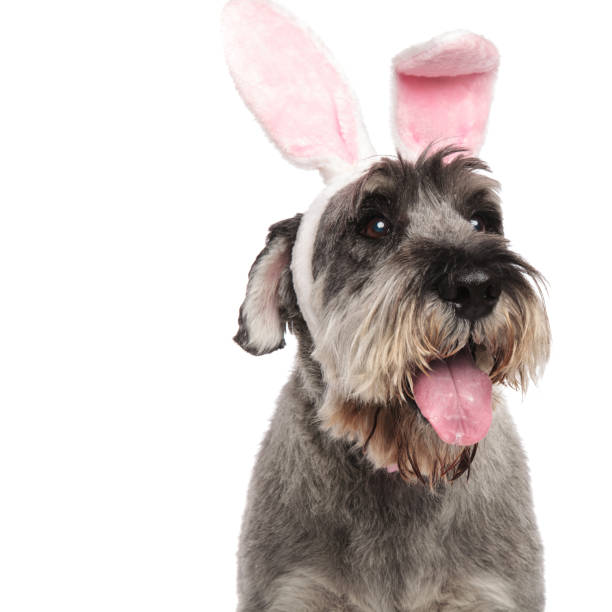 istock close up of panting schnauzer wearing pink rabbit ears 1094016290