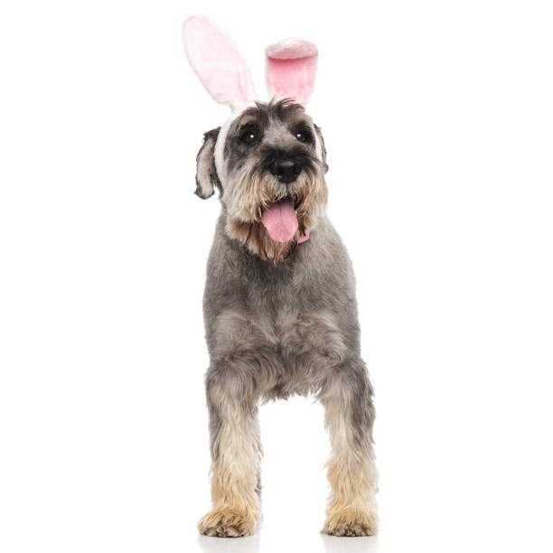istock gentleman schnauzer wearing rabbit ears headband looks to side 1094016304
