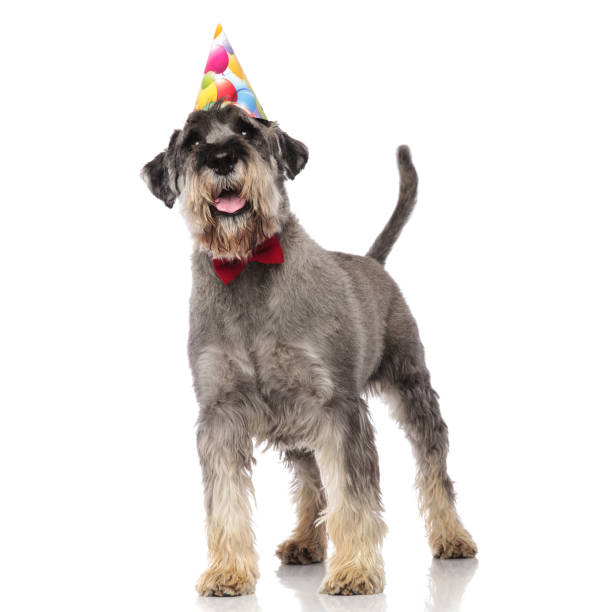 istock adorable schnauzer wearing red bowtie and birthday hat standing 1094016458