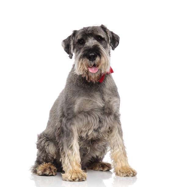 istock furry schnauzer with red bowtie panting and sitting 1094016486