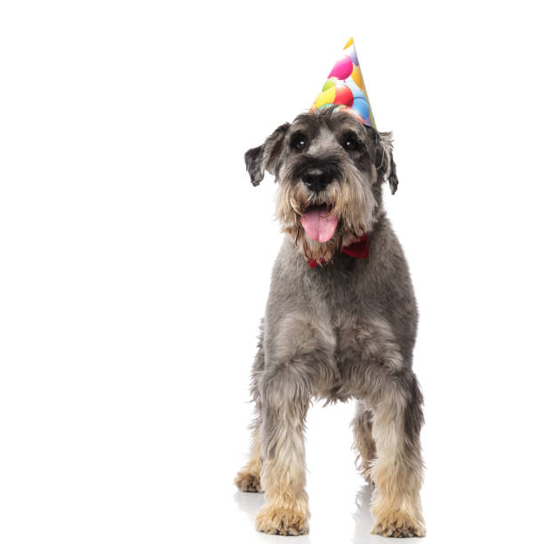 istock gentleman schnauzer wearing birthday hat pants while standing 1094017720