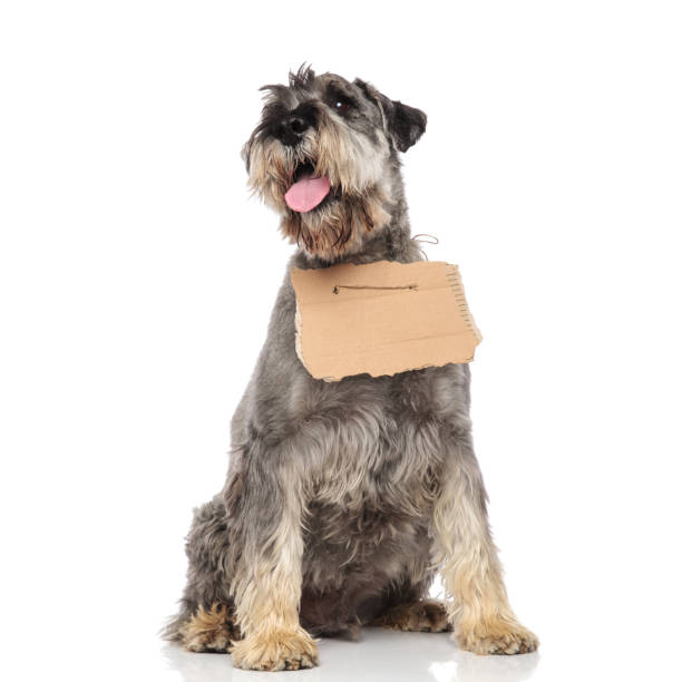 istock curious schnauzer wearing empty billboard looks up to side 1094017750