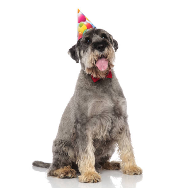 istock adorable schnauzer wearing bowtie and birthday hat pants 1094018936