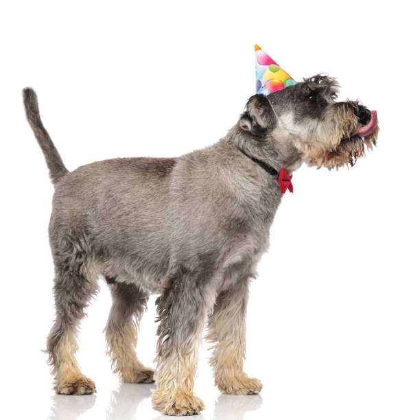 istock side view of classy birthday schnauzer licking its nose 1094019140