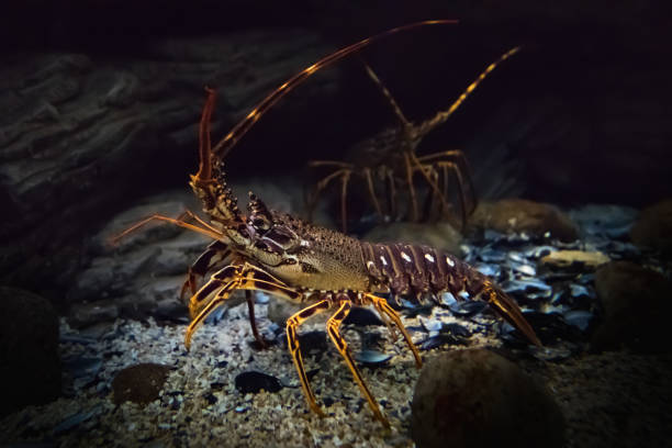 istock Underwater shot of live crawling spiny lobster 1094019144