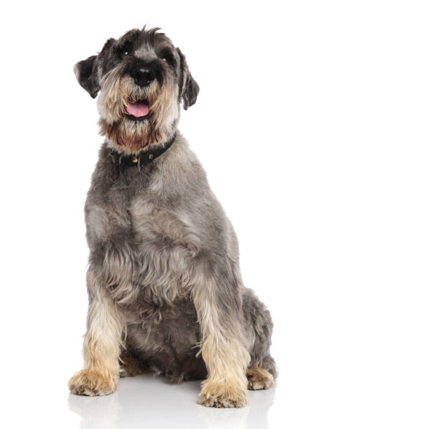istock cute schanuzer wearing a black collar sits and pants 1094019152