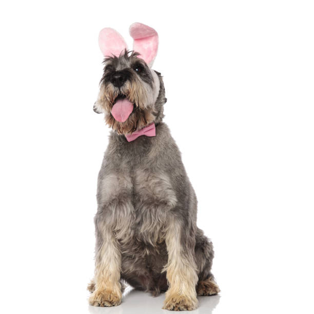 istock curious bunny schnauzer wearing pink bowtie looks up to side 1094019154
