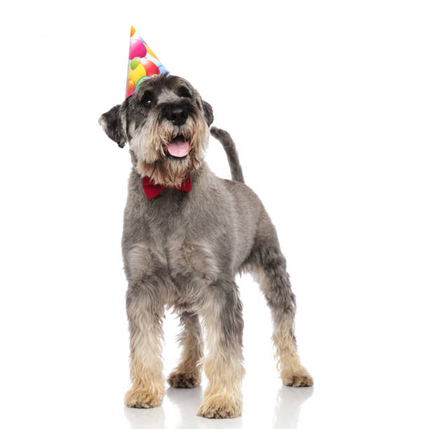 istock classy schnauzer wearing birthday hat looks up to side 1094019158