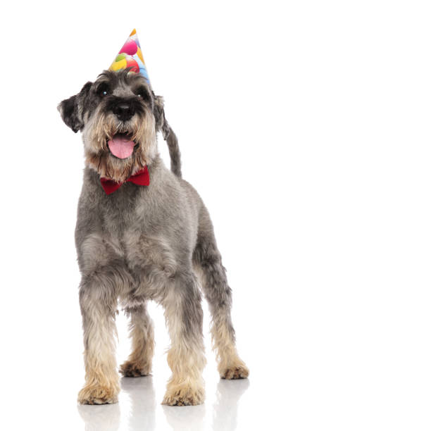 istock adorable schnauzer wearing red bowtie and birthday hat 1094019168