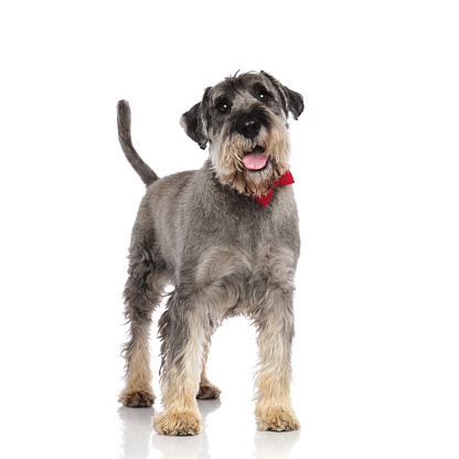 adorable schnauzer wearing a red bowtie pants while standing on white background