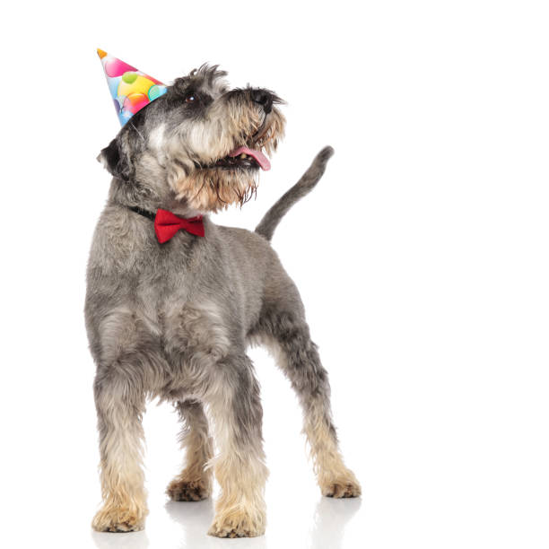 istock curious schnauzer with bowtie and birthday hat panting 1094019192