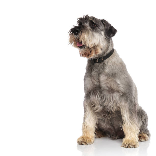 istock curious seated schnauzer pants and looks to side 1094019200