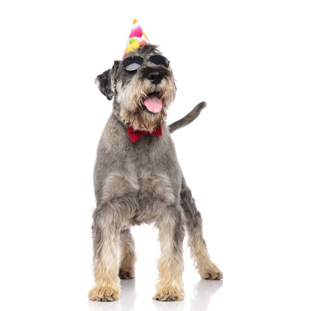 istock funny birthday schnauzer wearing sunglasses and bowtie panting 1094019210