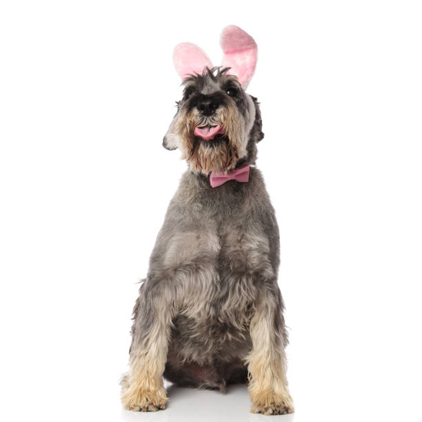 istock classy schnauzer wearing pink rabbit ears headband sits and pants 1094019332