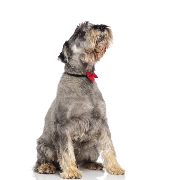 istock curious schnauzer wearing red bowtie looks up to side 1094019356