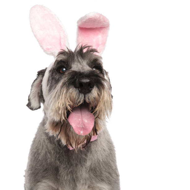 head of cute bunny schnauzer panting while standing