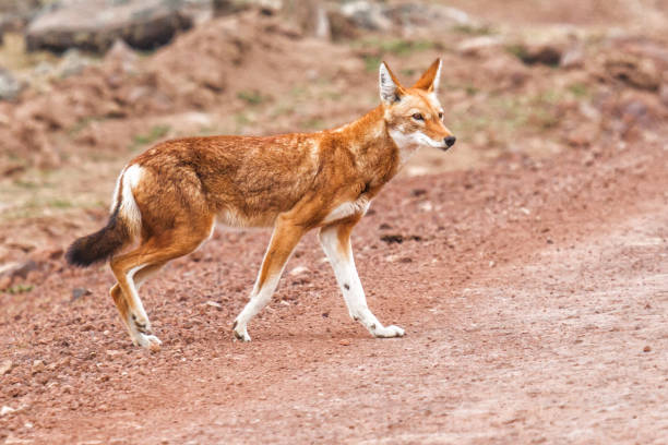 istock Ethiopian wolf - Sanetti plateau - Bale Mountains - Ethiopia 1094020256