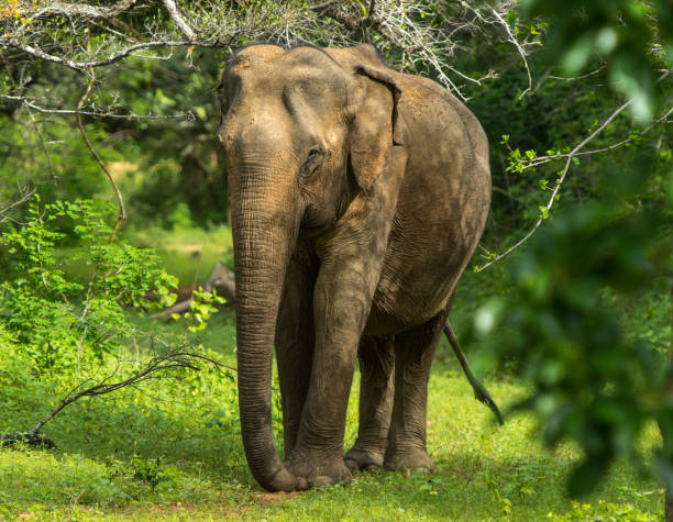 istock Asian young Elephant, nature background. Yala, Sri Lanka 1094020996
