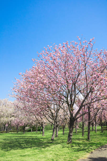 istock Spring Pink Cherry Blossoms with Blue Sky Background 1094021454