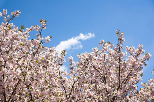istock Spring Pink Cherry Blossoms with Blue Sky Background 1094021626