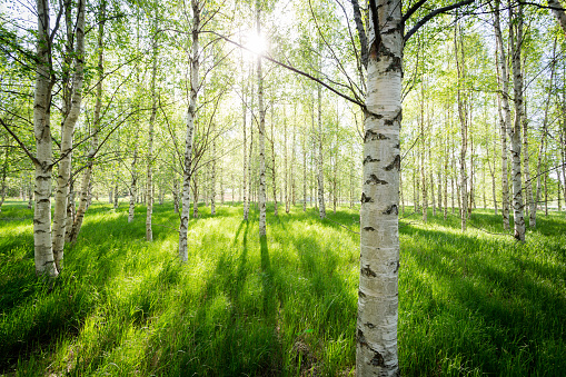stämningsfull bild med morgonljus genom björkskog en vår i Sverige