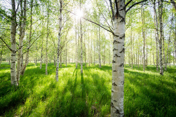 poranne światło przez pnie brzozy - birch tree birch forest tree zdjęcia i obrazy z banku zdjęć