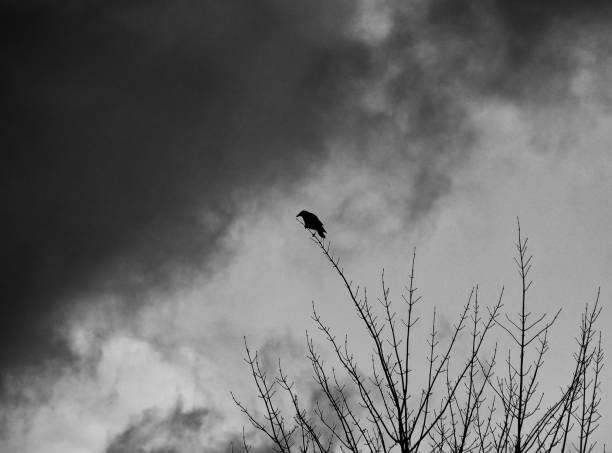 istock a single crow in silhouette perched on the end of a branch in a bare winter tree top with a dark overcast cloudy sky 1094023458