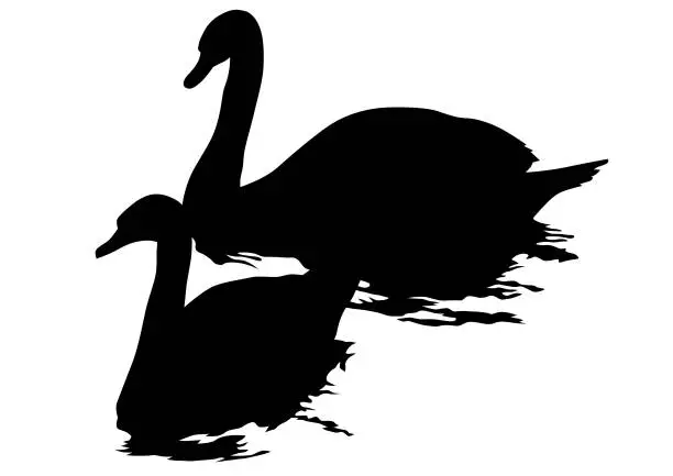 Vector illustration of Swan on water