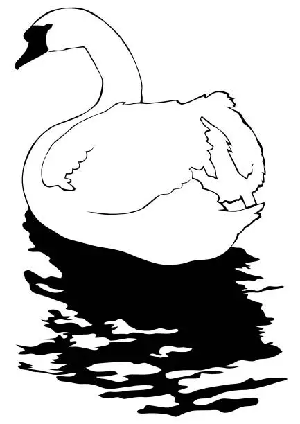 Vector illustration of Swan on water