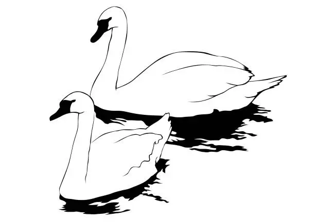 Vector illustration of Swan on water