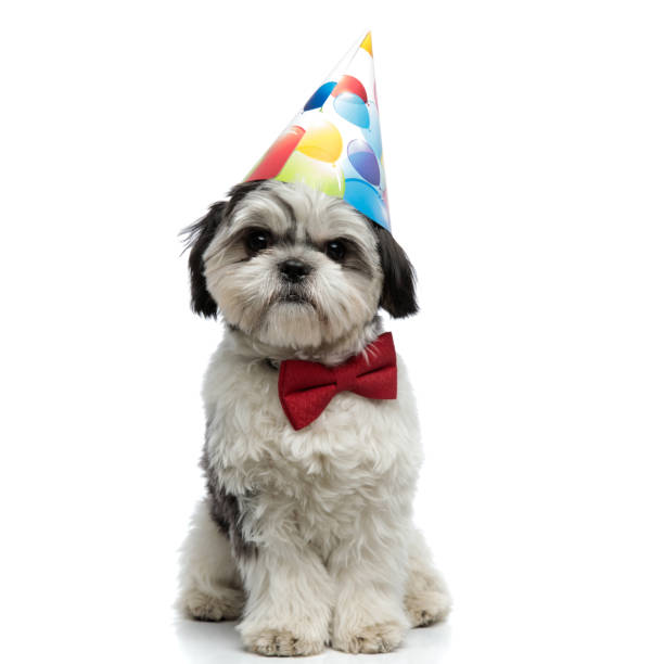 istock gentleman shih tzu wearing birthday hat sitting 1094024672