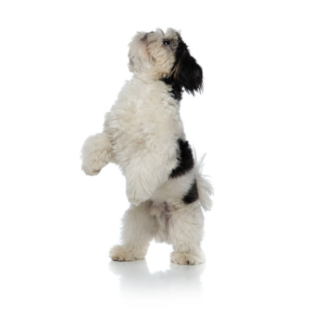 istock adorable shih tzu standing on two legs looks up 1094024878