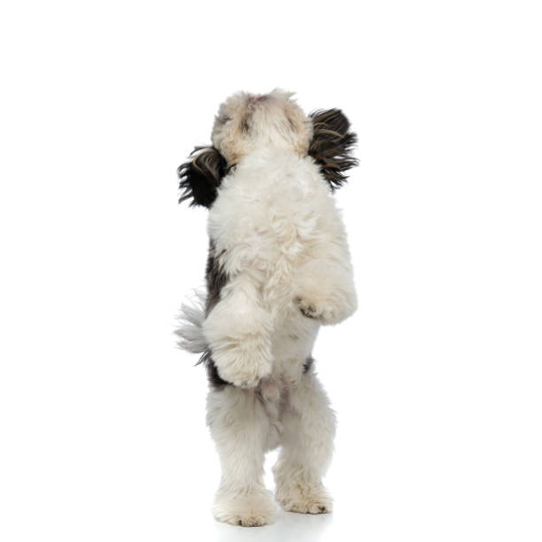 istock fluffy shih tzu standing on back paws looks up 1094024900
