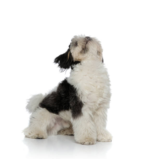 istock adorable black and white shih tzu sitting and looking up 1094024906