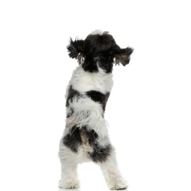 Photo of back view of furry shih tzu standing on back paws