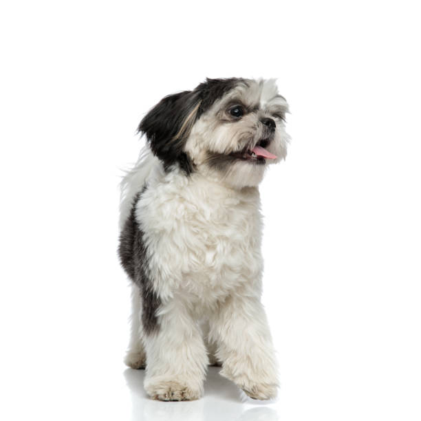 istock panting shih tzu looks to side while standing 1094024968