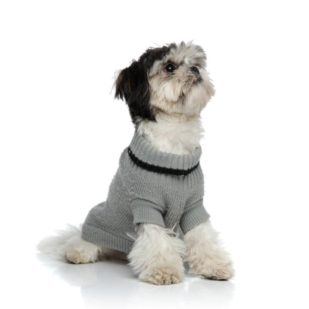 istock curious shih tzu wearing grey jersey looks up to side 1094025078