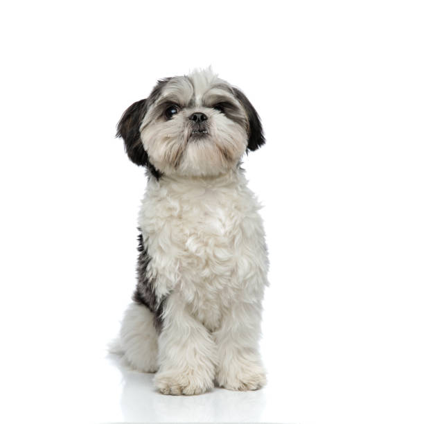 istock furry shih tzu sits and looks up to side 1094025104