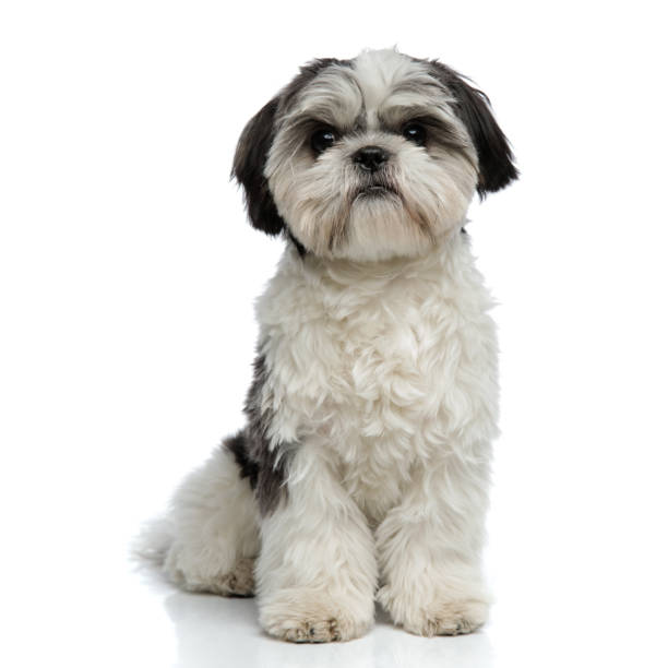 istock adorable furry shih tzu sitting 1094025140