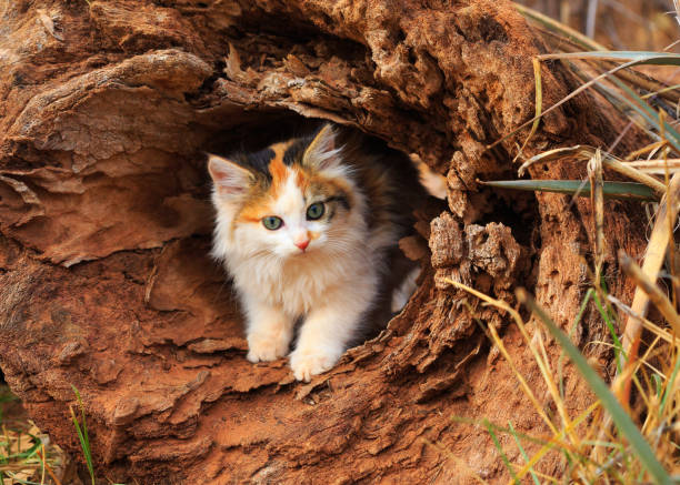 Kitten in Hollow Log A playful kitten peeks out of a hollow log. tortoiseshell cat stock pictures, royalty-free photos & images