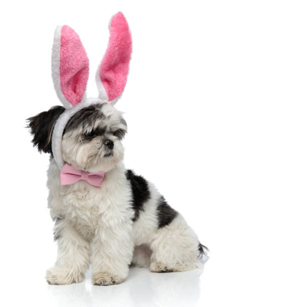 istock elegant shih tzu wearing easter bunny ears looks to side 1094025410