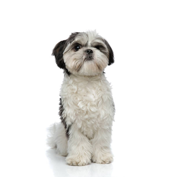 istock cute black and white shih tzu sitting 1094025574