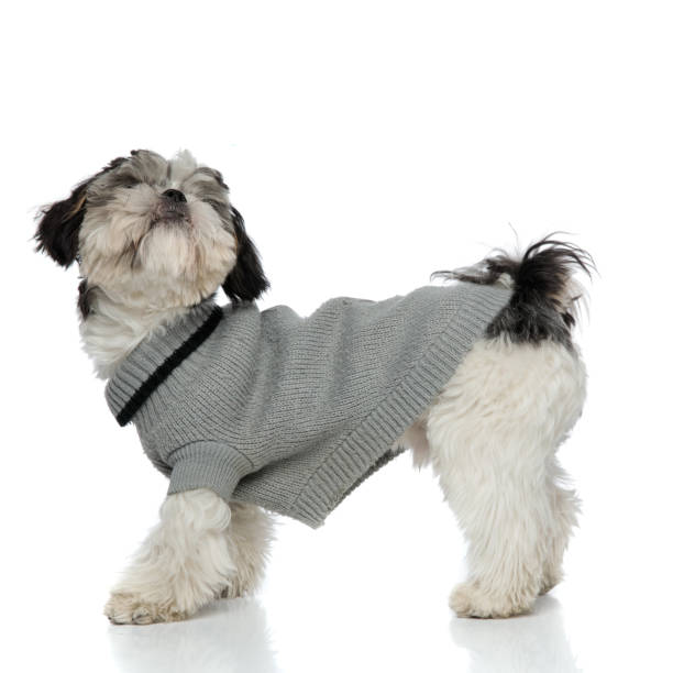 istock curious shih tzu wearing grey sweatshirt standing and looking up 1094025644