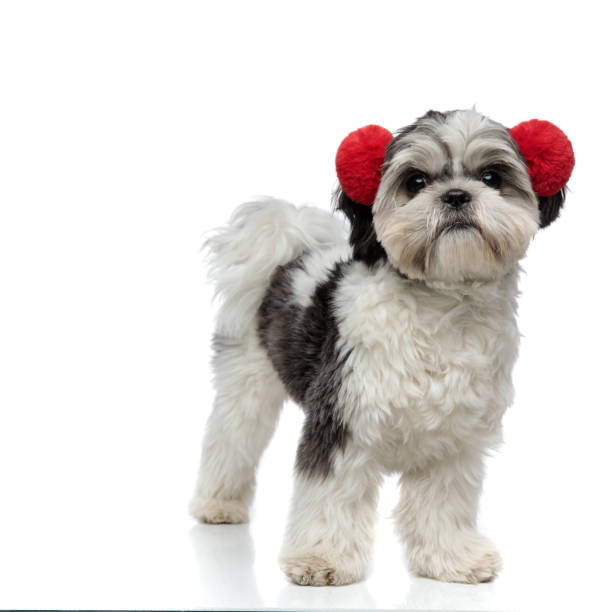 istock happy shih tzu wearing red fluffy earmuffs 1094025790